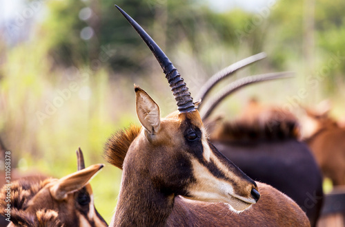 Sable antelope herd and portrait in South Africa  