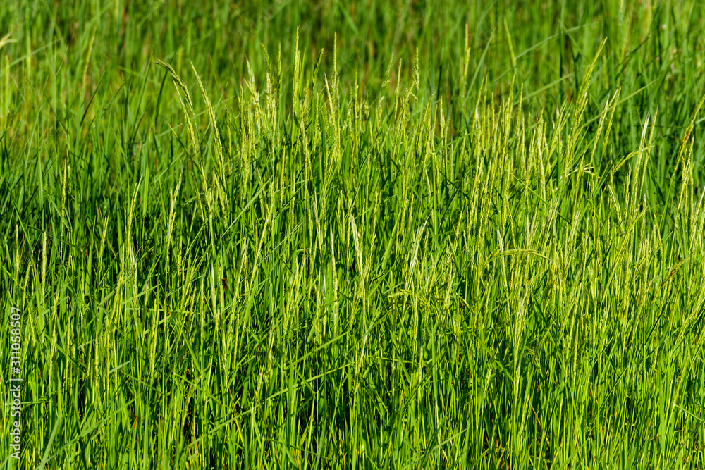 Rice field near Andringitra national park, Madagascar Rice field near Andringitra national park, Madagascar