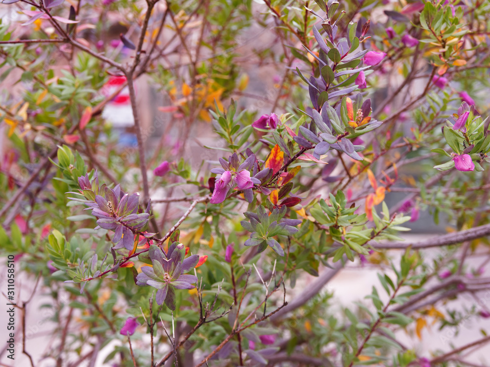 Myrtle-leaf milkwort (Polygala myrtifolia) with purple, mauve and pink attrative flowers like form of sweetpea or butterfly shaped, thin and oval leaves. Myrtle-leaf milkwort (Polygala myrtifolia) with purple, mauve and pink attrative flowers like form of sweetpea or butterfly shaped, thin and oval leaves.