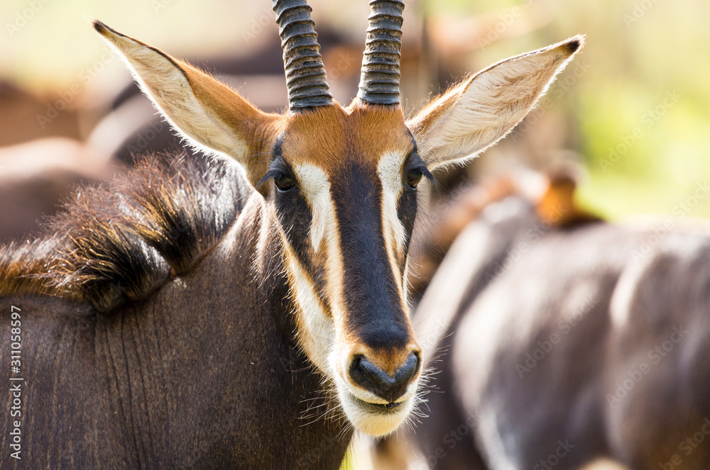 Fototapeta premium Sable antelope herd and portrait in South Africa 