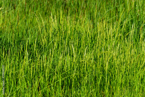 Rice field near Andringitra national park, Madagascar