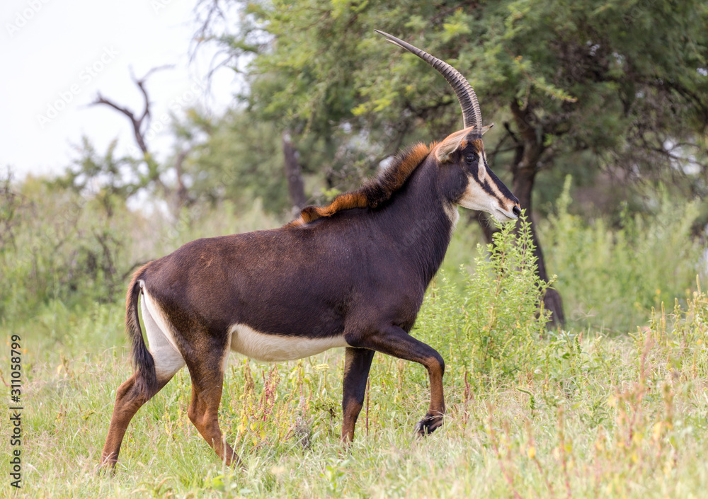 Sable antelope herd and portrait in South Africa Sable antelope herd and portrait in South Africa
