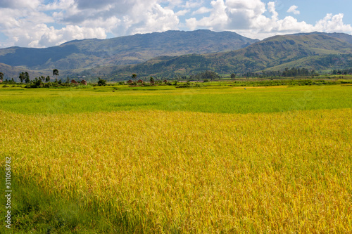 Rice field near Andringitra national park  Madagascar