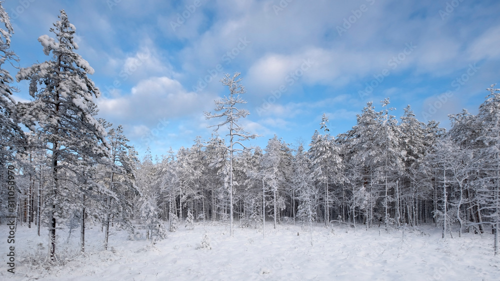 frozen trees in fresh snow in winter forest frozen trees in fresh snow in winter forest