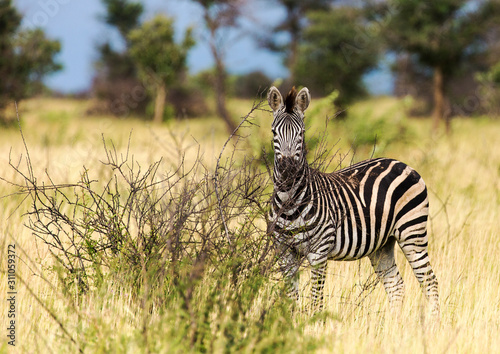 Burchells Zebra in the Kruger National Park South Africa 