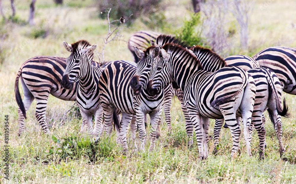 Obraz premium Burchells Zebra in the Kruger National Park South Africa 