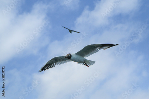 The seagulls flying in the brigh partly cloudy sky above the sea. 