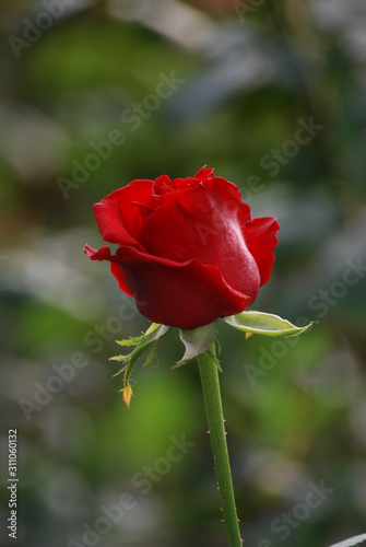 The red rose are bloom with green background.