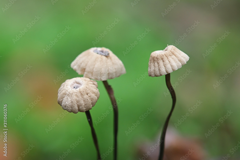 Marasmius wettsteinii, parachute mushrooms from Finland Marasmius wettsteinii, parachute mushrooms from Finland