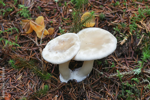 Clitopilus prunulus, known as the miller or the sweetbread mushroom, wild edible mushrooms from Finland photo