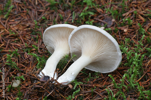 Clitopilus prunulus, known as the miller or the sweetbread mushroom, wild edible mushrooms from Finland