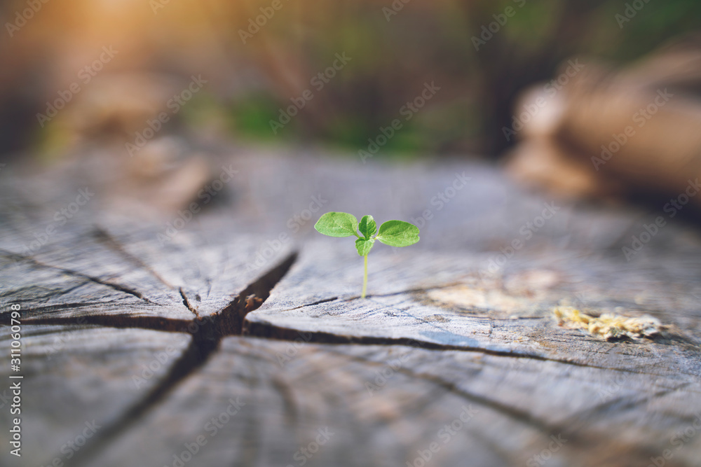 fresh green young plant of new seed born and grow up on a dark brown dead log tree in jungle showing contrast of colors lighting meaning and feeling of life fresh green young plant of new seed born and grow up on a dark brown dead log tree in jungle showing contrast of colors lighting meaning and feeling of life
