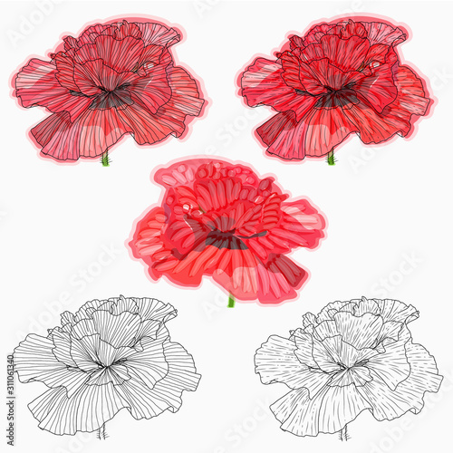 Ink  pencil  watercolor poppy flower sketch. Hand drawn nature painting. Freehand sketching illustration. Ink wash painting