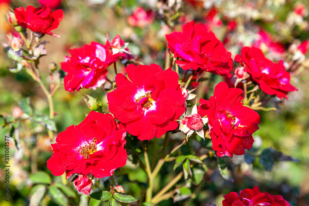 Fototapeta premium Nicolas Rose flower in the field. Scientific name: Rosa ' Nicolas Rose' Flower bloom Color: Medium red, 