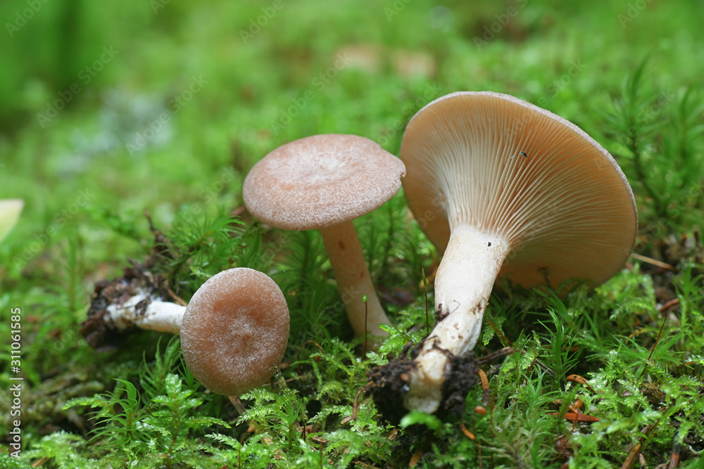 Lactarius glyciosmus, known as the coconut scented milk cap or coconut milkcap, wild mushroom from Finland Lactarius glyciosmus, known as the coconut scented milk cap or coconut milkcap, wild mushroom from Finland