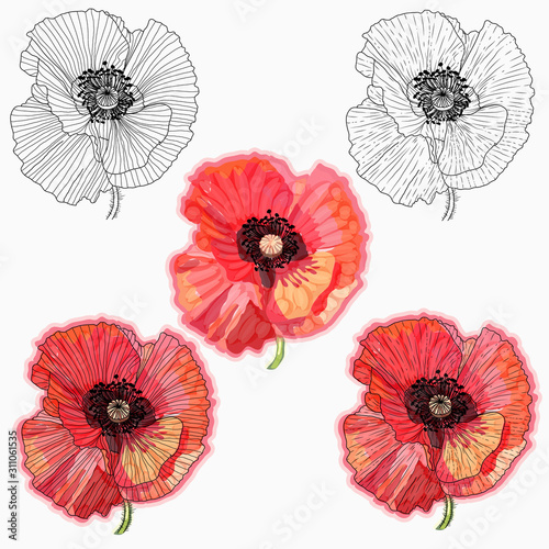 Ink  pencil  watercolor poppy flower sketch. Hand drawn nature painting. Freehand sketching illustration. Ink wash painting