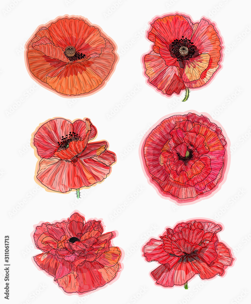 Obraz premium Ink, pencil, watercolor poppy flower sketch. Hand drawn nature painting. Freehand sketching illustration. Ink wash painting