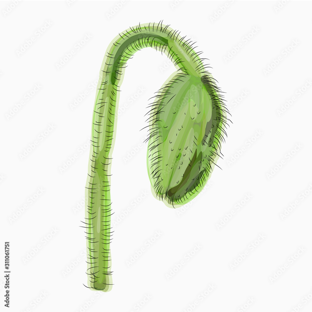 Naklejka premium Ink, pencil, watercolor poppy flower sketch. Hand drawn nature painting. Freehand sketching illustration. Ink wash painting