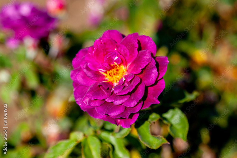 Ebb Tide rose flower in the field. Scientific name: Rosa  'Ebb Tide'. Flower bloom Color: Mauve, fading to deep purple.