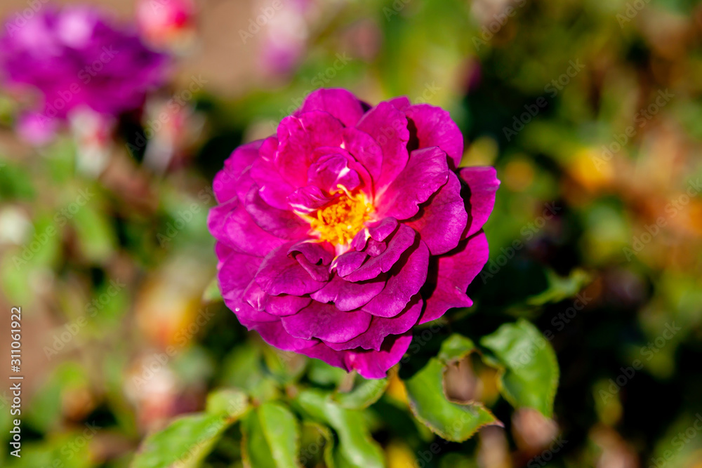 Ebb Tide rose flower in the field. Scientific name: Rosa 'Ebb Tide'. Flower bloom Color: Mauve, fading to deep purple. Ebb Tide rose flower in the field. Scientific name: Rosa 'Ebb Tide'. Flower bloom Color: Mauve, fading to deep purple.