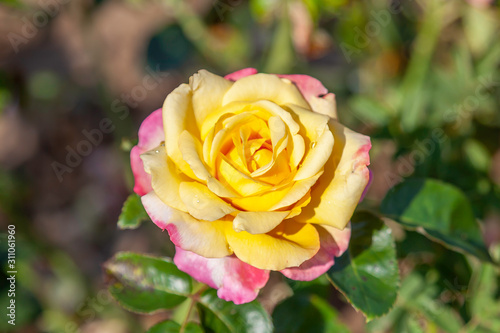 Love & Peace rose flower in the field. Scientific name: Rosa  'Love & Peace'. Flower bloom Color: Yellow blend, with pink edges photo