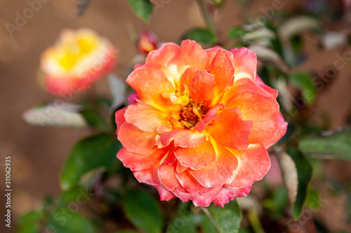 Glowing Peace rose flower in the field. Scientific name: Rosa ' Glowing Peace'. Flower bloom Color: Orange & yellow blend, with red edges