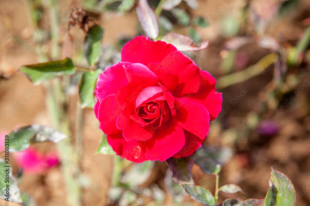 M.S. Hershey rose flower in the field, Ontario, Canada. Scientific name: Rosa 'M.S. Hershey'. Flower bloom Color: Dark red M.S. Hershey rose flower in the field, Ontario, Canada. Scientific name: Rosa 'M.S. Hershey'. Flower bloom Color: Dark red