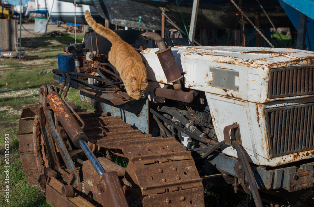 Red stray cat on a rusty abandoned bulldozer Red stray cat on a rusty abandoned bulldozer