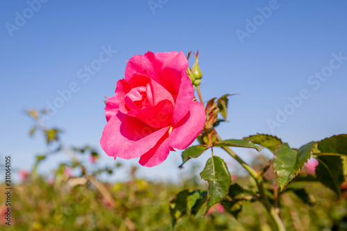 Tableau sur toile Felix Leclerc rose flower in the field, Ontario, Canada