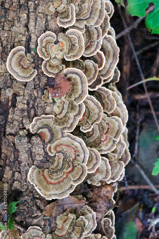 Turkey tail (Trametes versicolor) mushrooms growing on a tree log
