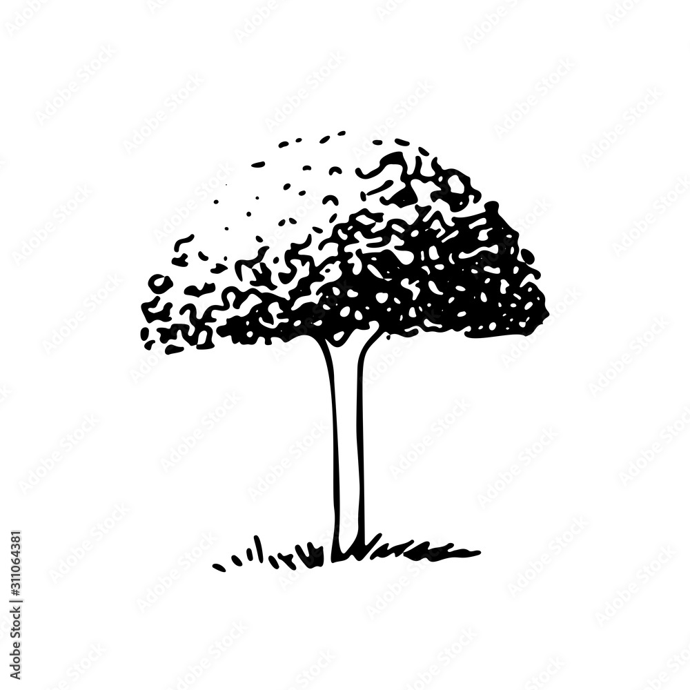 Fototapeta Hand drawn sketch tree, umbrella shape