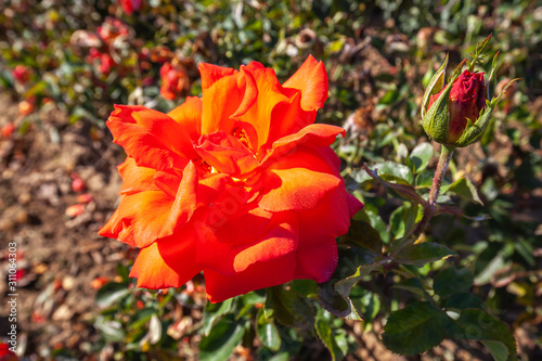 Photography Las Vegas rose flower in the field