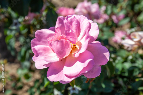 Billede på lærred Peachy Knock Out rose flower in the field, Ontario, Canada