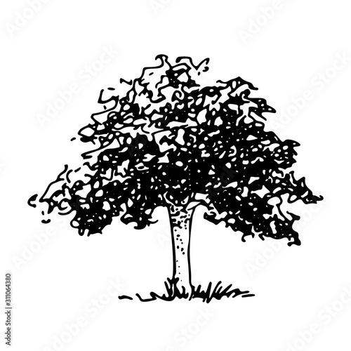Sketch tree, vector graphic, hand drawn element