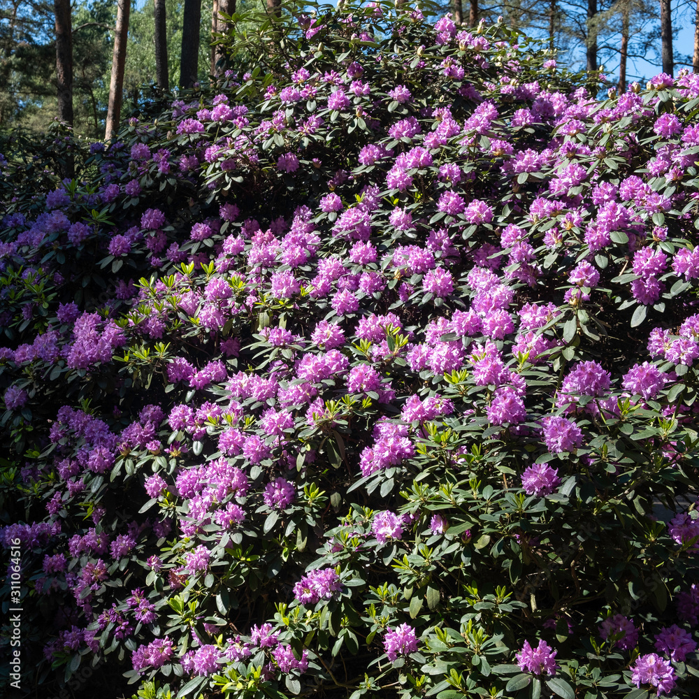 flowers in the forest flowers in the forest