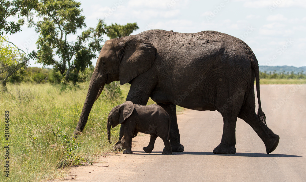 Obraz premium Elephants in the Kruger National Park South Africa 