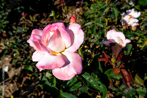 Secret rose flower in the field. Scientific name  Rosa  Secret  Flower bloom Color  Creamy white  with rose-pink edge 
