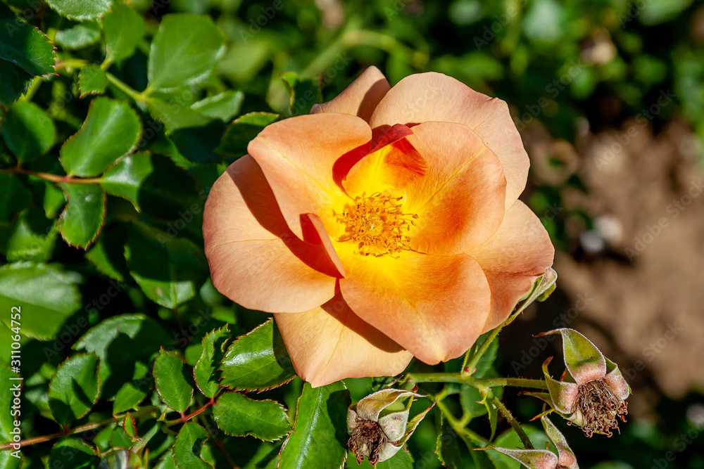 Chinook Sunrise rose flower in the field, Ontario, Canada. Flower bloom Color: Coral, White. Chinook Sunrise rose flower in the field, Ontario, Canada. Flower bloom Color: Coral, White.