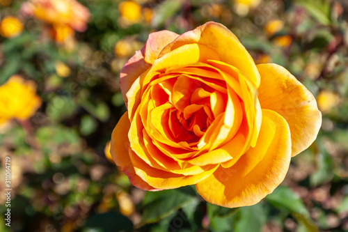 Fototapeta Naklejka Na Ścianę i Meble -  Strike It Rich rose flower in the field. Scientific name: Rosa 'Strike It Rich'. 
Flower bloom Color: Golden yellow, with copper shading, flushed with pink