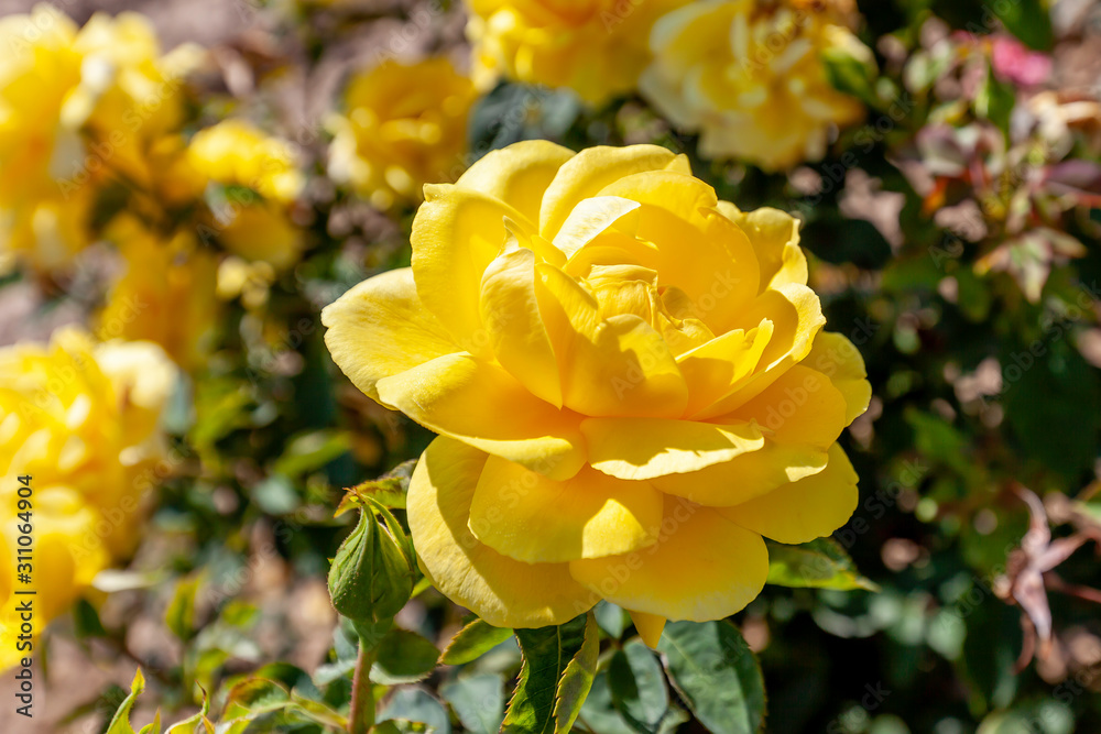 Mellow Yellow rose flower in the field. Scientific name: Rosa 'Mellow Yellow'. Flower bloom Color: Deep yellow. Mellow Yellow rose flower in the field. Scientific name: Rosa 'Mellow Yellow'. Flower bloom Color: Deep yellow.