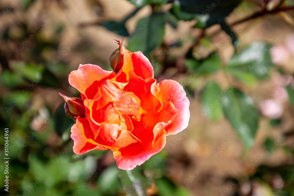 Obraz premium Carefree Celebration rose flower in the field. Scientific name: Rosa ' Carefree Celebration'. Flower bloom Color: Orange and orange blend. 