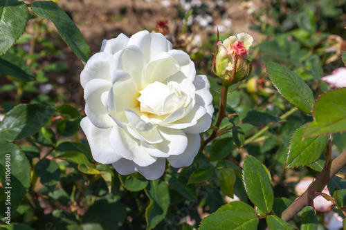 Sugar Moon rose flower in the field. Scientific name: Rosa ' Sugar Moon'. Flower bloom Color: White and white blend