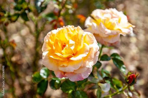 Day Breaker rose flower in the field  Ontario  Canada. Flower bloom Color  Yellow blend. 