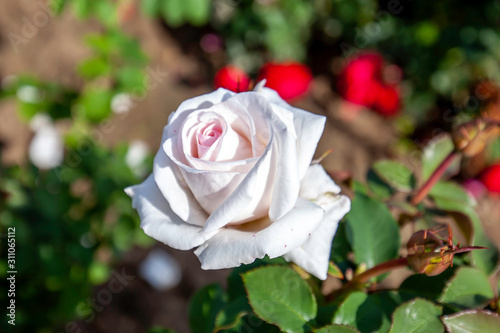 Anniversary blush rose flower in the field  Ontario  Canada. Flower bloom Color  pink.  