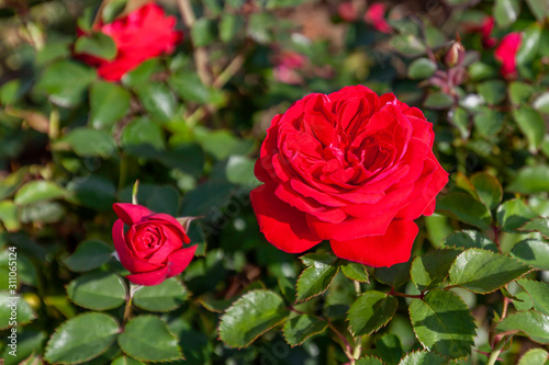  Canadian Shield rose flower in the field. Scientific name  Rosa   AAC576  Flower bloom Color  red 