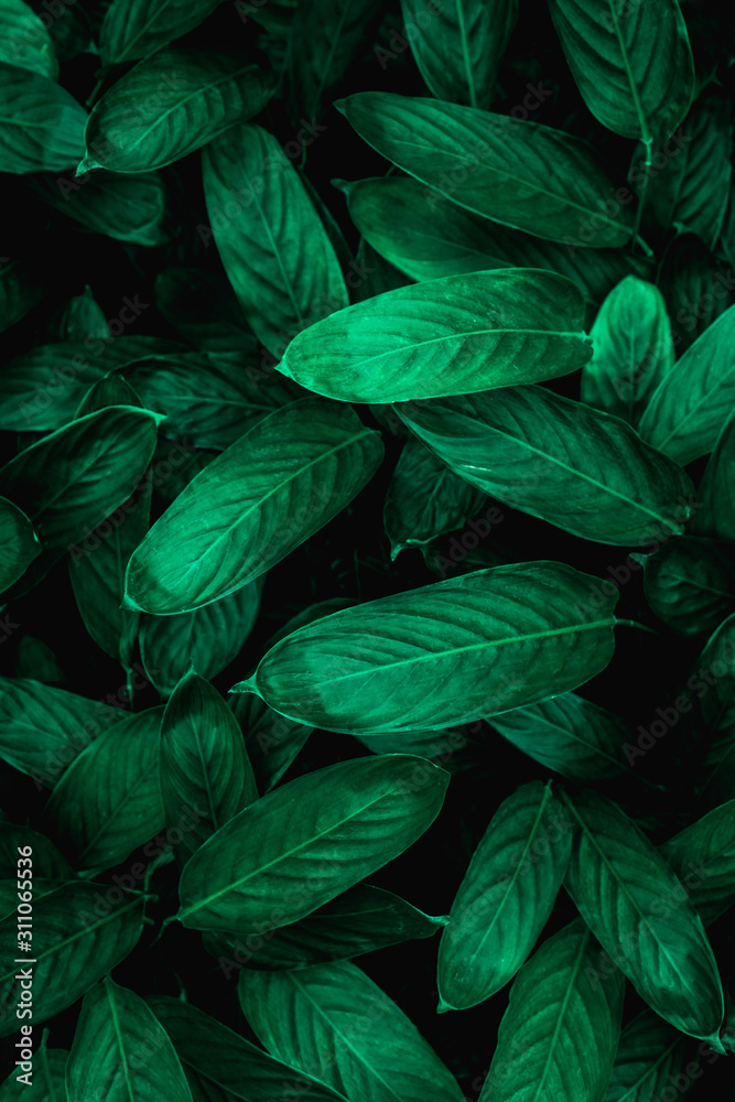 Fototapeta abstract green leaf texture, nature background, tropical leaf