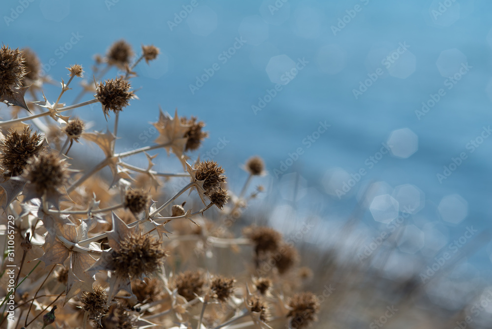 Fototapeta premium dry thistle on blurred blue sea background