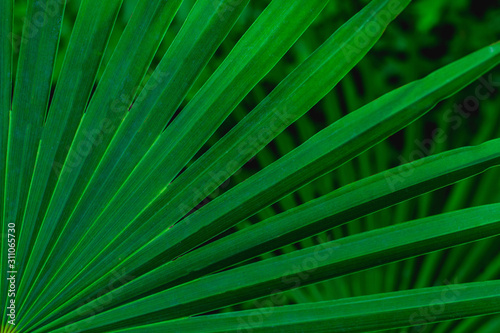 abstract green leaves texture, nature background, dark tone wallpaper © Nabodin