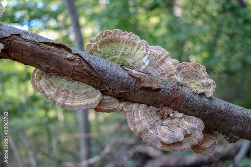 Gilled polypore (Lenzites betulina) on a tree branch