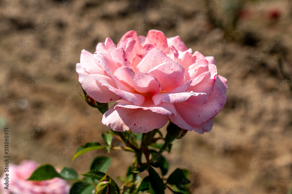 Sexy Rexy rose flower in the field. Scientific name: Rosa 'Sexy Rexy'
Flower bloom Color: Medium pink
Sexy Rexy rose flower in the field. Scientific name: Rosa 'Sexy Rexy'
Flower bloom Color: Medium pink